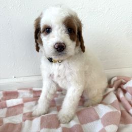 Girl 6 - White female Irish Doodle puppy in Bloomfield, Iowa from Schooley Doodles