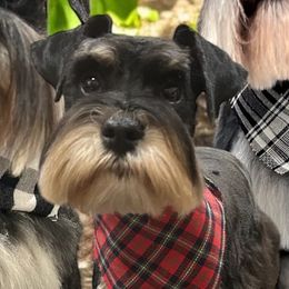 Bree - Miniature Schnauzer