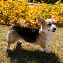 Paisley - Pembroke Welsh Corgi