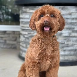 Barbie - Australian Labradoodle