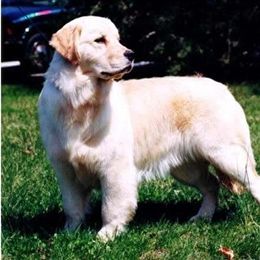 Golden Retriever All Grown Up from Cedar Goldens