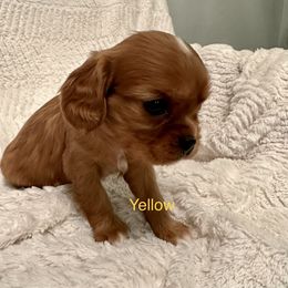 Cavalier King Charles Spaniel Puppies from Rhonda Davis