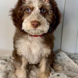 Cockapoo puppies from Harper Haven Cavapoos & Doodles