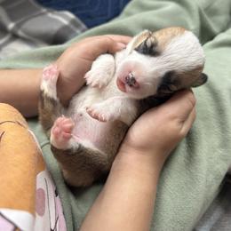 Girl 1 - Red and white female American Corgi puppy in Cocoa, Florida from Cascadian Space Coast Corgis LLC
