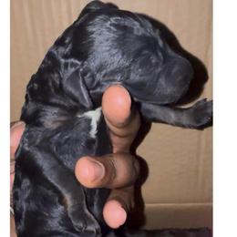 Eclipse - Phantom female Poodle puppy in Corona, California from Garden Of Poodles