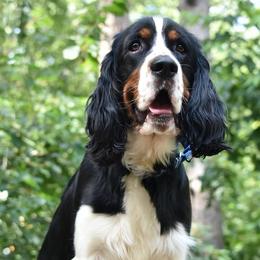 English Springer Spaniels from MN Whispering Pines Springers