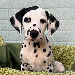 Bonnet - White and black female Dalmatian puppy in Decatur, Alabama from Hollytree Dalmatians