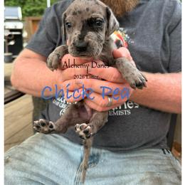 Chick Pea - Merle male Great Dane puppy in Medford, New York from Alchemy Danes