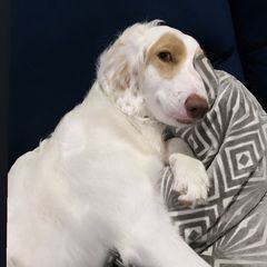 Nala - Double Doodle