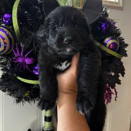 Goblin (4th pick black male) - Black male German Shepherd puppy in Watervliet, Michigan from M&M Shepherd Farms