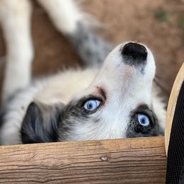 Tessa - Miniature Australian Shepherd
