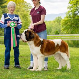 Harley - Saint Bernard