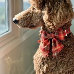 Poodle All Grown Up from Solid Rock Ranch Poodles