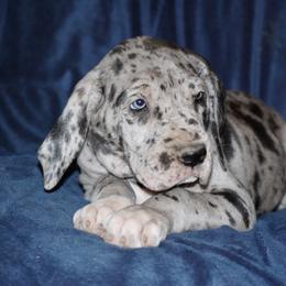 Great Dane and Miniature Schnauzer Puppies from River Valley Great Danes