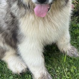 Pomsky and Siberian Husky Puppies from Osiris’s Siberians & Pomskies