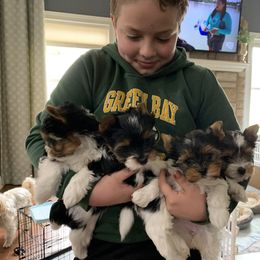 Biewer Terrier Puppies from Biewer Terrriers of Stone Creek