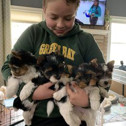 Biewer Terrier Puppies from Biewer Terrriers of Stone Creek
