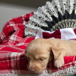 Dachshund Puppies from Snuggle Snoot Doxies