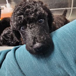 Girl 1 - Blue Poodle puppy in Wentzville, Missouri from Velvet Rain Poodles
