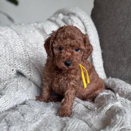 AKC miniature poodle (Yellow collar girl) - Red  female Poodle puppy in Skamokawa, Washington from East Valley Pups