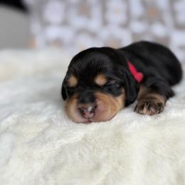 Bob - Black and cream male Dachshund puppy in Morristown, Tennessee from Hillside Hounds