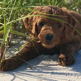 Goldendoodles from Lovable Goldendoodles