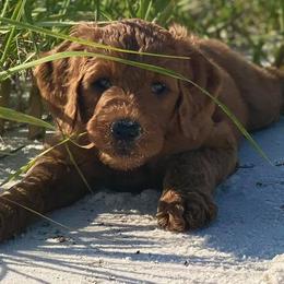 Goldendoodles from Lovable Goldendoodles