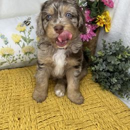 Aussiedoodle, Bernedoodle, and Goldendoodle Puppies from Little Golden Farm