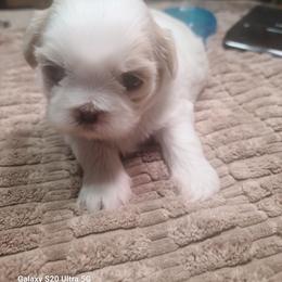 Boy 2 - Liver and white male Shih Tzu puppy in Belleville, Michigan from Patricia's Heavenly Earth Angels