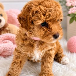 Poodle Puppies from Pet Guardian Smart Kennels, LLC