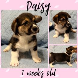 Daisy - Black and tan female Pembroke Welsh Corgi puppy in Dickinson, Texas from Careaga Farms