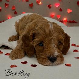 Bentley - Red male Cavapoo puppy in Miami, Florida from Mario’s Pups
