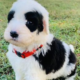 Bernedoodles, Goldendoodles, and Sheepadoodles from Paw City Doodles