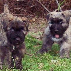 Bouvier des Flandres from Blue Sky Bouviers