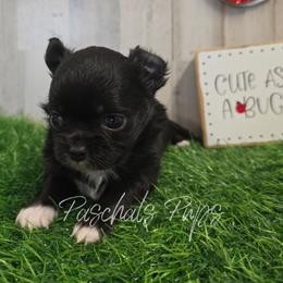 Dice - Black and white male Chihuahua puppy in Bowdon, Georgia from Paschal's Pups