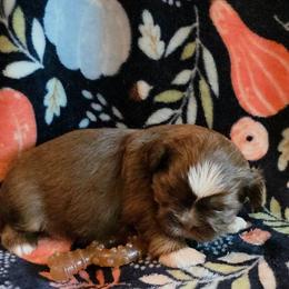 Honey - Tricolor female Shih Tzu puppy in Wakeman, Ohio from Gemstone Puppies