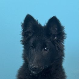 AKC Scarlett - Black female Belgian Sheepdog puppy in Hastings, Minnesota from Century Hills Farm