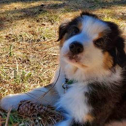 Australian Shepherd Puppies from MONTACC Australian Shepherds
