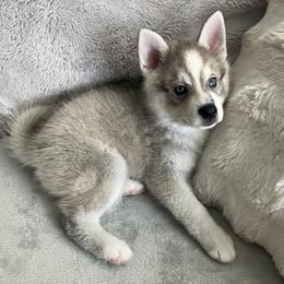 Alaskan Klee Kai puppies from Angels Klee Kai