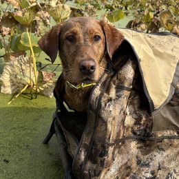 Harley - Labrador Retriever