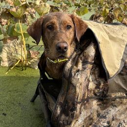 Harley - Labrador Retriever