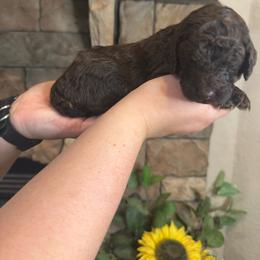 Sonata - Chocolate male Goldendoodle puppy in Sanderson, Florida from Serenity Goldendoodles