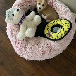 Pembroke Welsh Corgi Puppies from Loves Classic Corgis