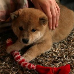 Shiba Inu puppies from Arctic Kennels (Pomskies, Akitas & Shibas)