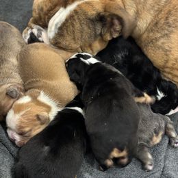 Bernedoodle and Bulldog Puppies from BreDoodles English Bulldogs & Bernedoodles