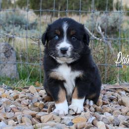 Australian Shepherd, Miniature American Shepherd, and Miniature Australian Shepherd Puppies from Painted Blue Aussies