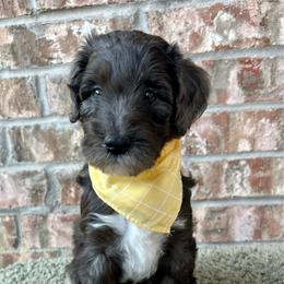 Scout - Blue merle male Aussiedoodle puppy in Eastland, Texas from H5 Mini Doodles