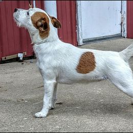 Regatta - Jack Russell Terrier