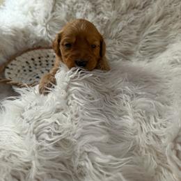 Geppetto - Red  male Goldendoodle puppy in Indianapolis, Indiana from E&A Doodle Barn