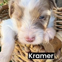 Kramer - Red merle male Aussiedoodle puppy in Bakersfield, California from Annie's Aussies
